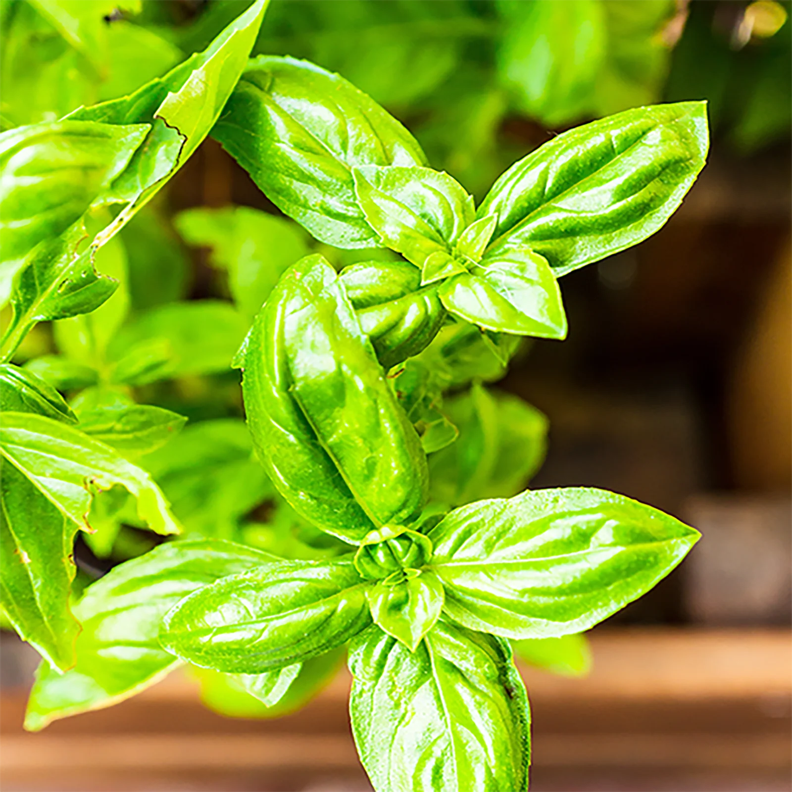 Basilikum geschnitten Bio (250g) - Image 3