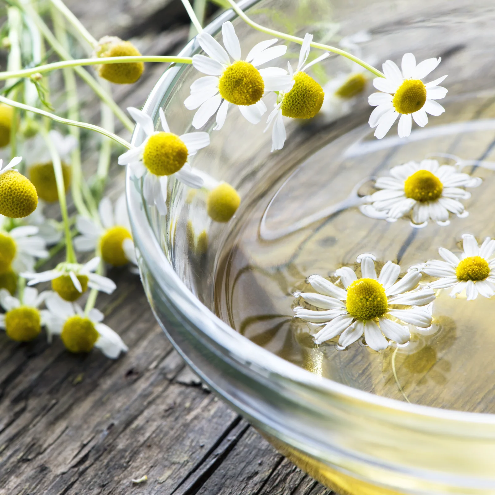 Kamillenblüten ganz Bio (500g) - Image 4