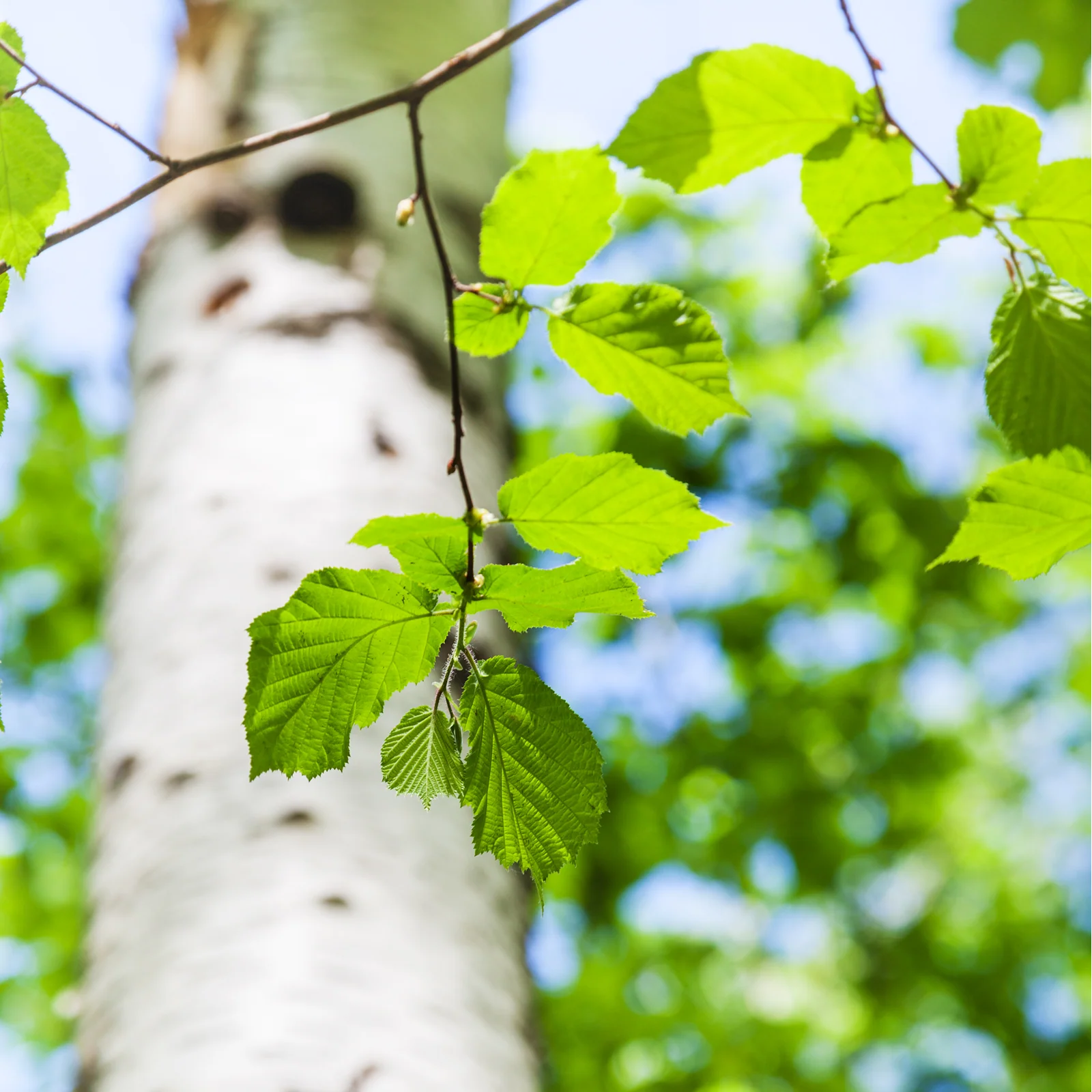 Birkenblätter geschnitten (100g) - Image 3