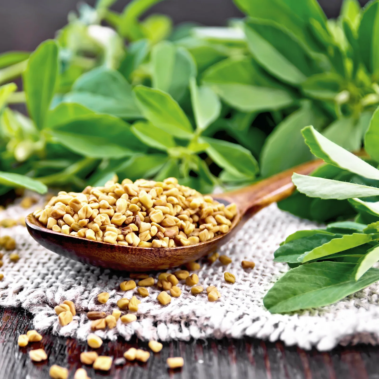 Bockshornkleesamen gemahlen Bio (250g) - Image 4