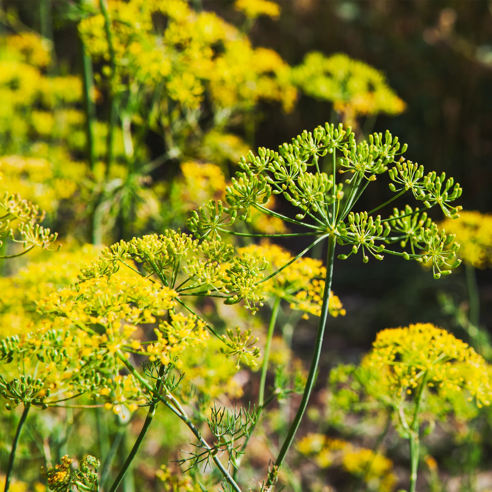 Fenchelsamen ganz (1000g) - Image 7