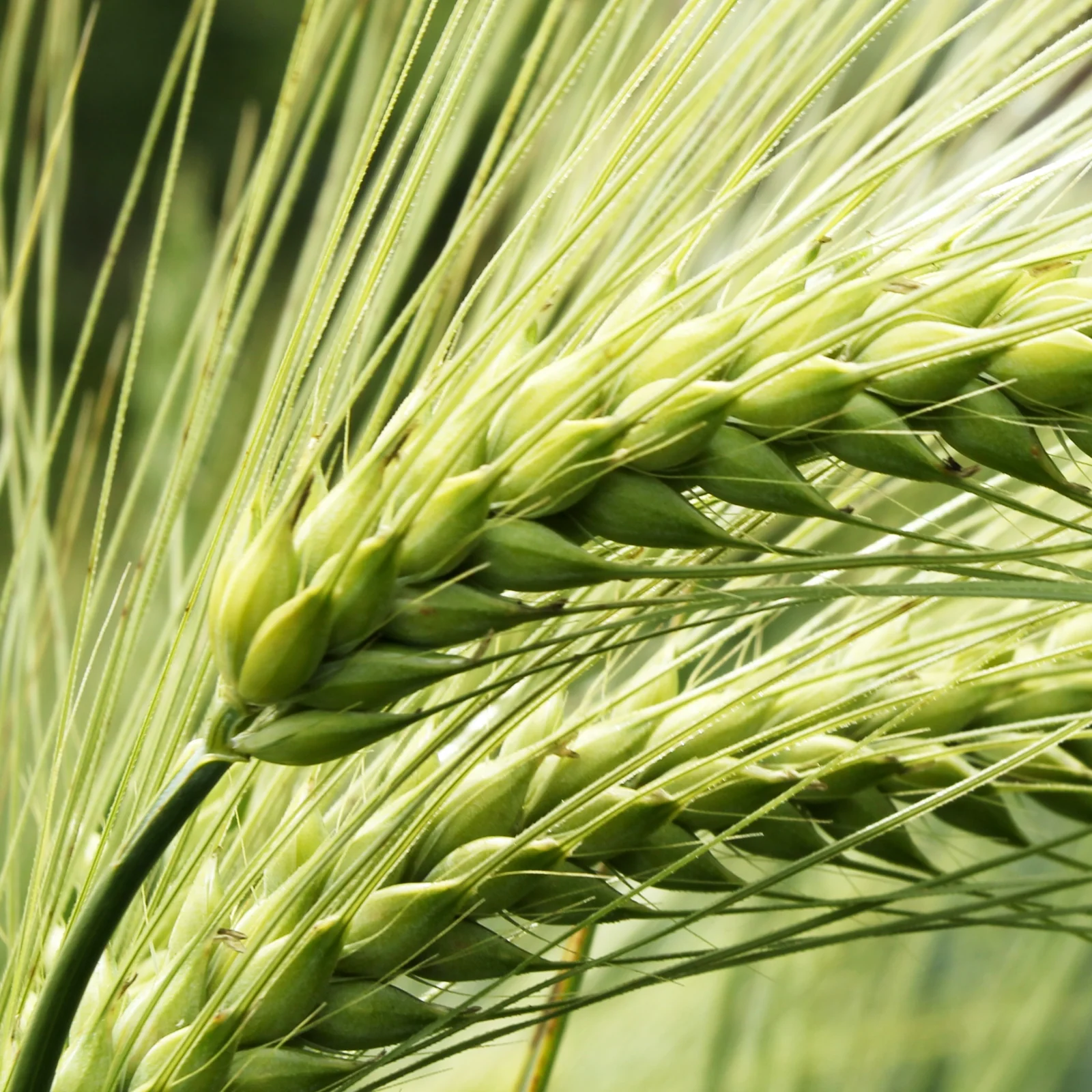 Grüner Smoothie Bio Set - Image 3