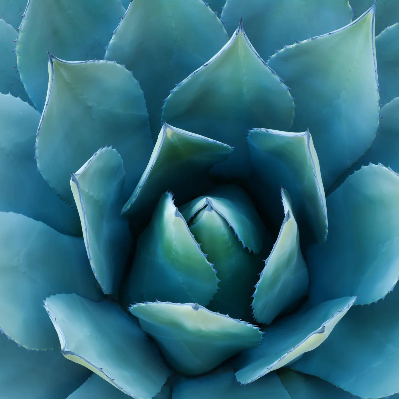 Agaven Inulin Pulver Bio (250g) - Image 4