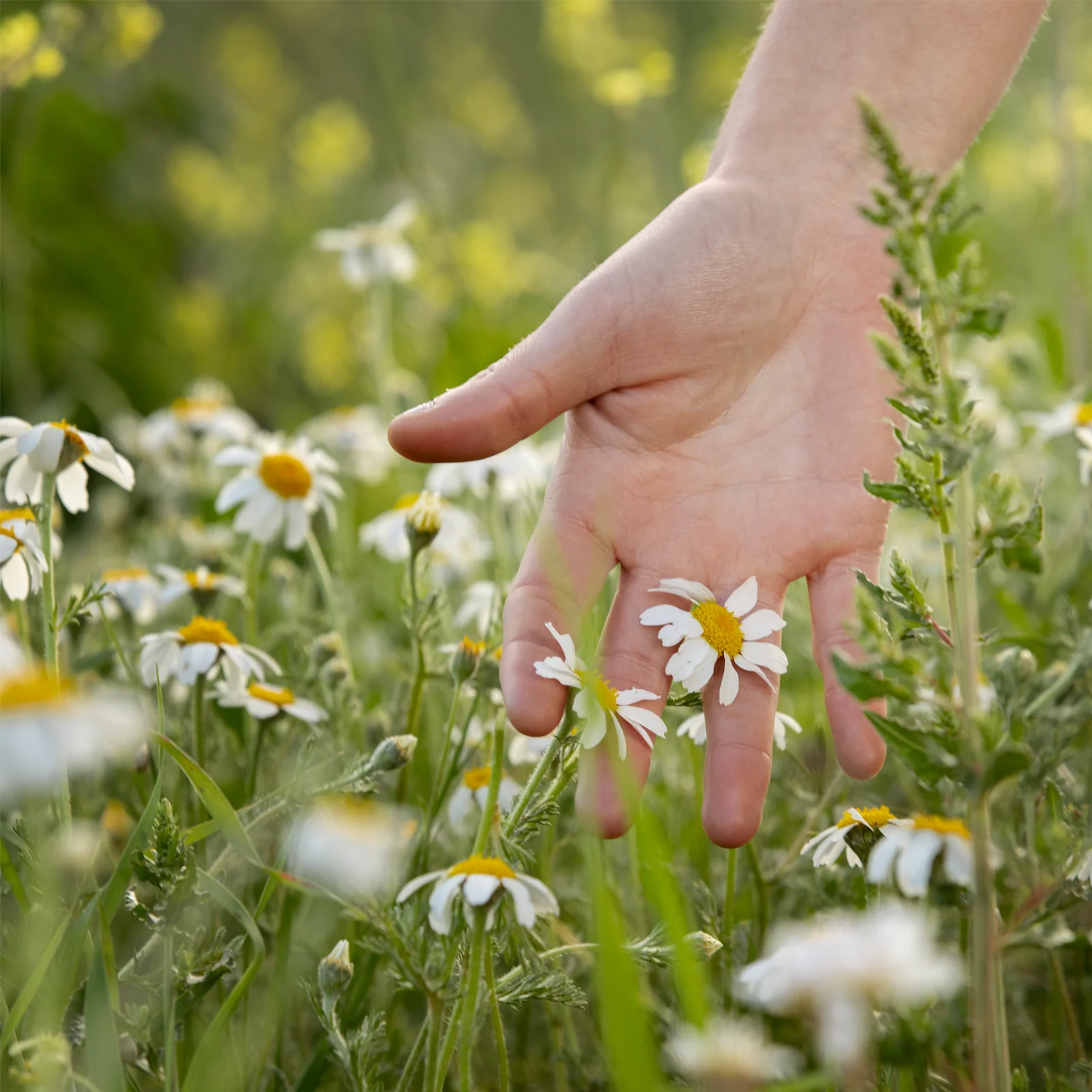 Kamillenblüten ganz (250g) - Image 5