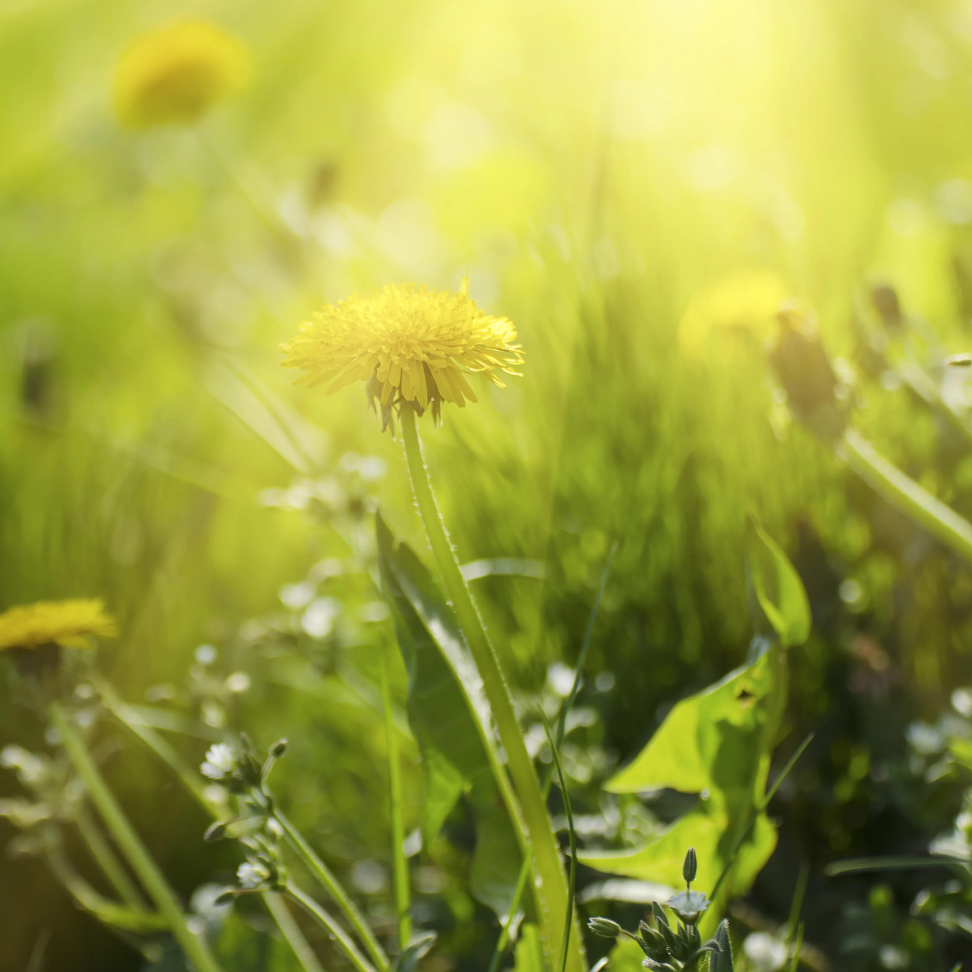 Löwenzahnblätter geschnitten (250g) - Image 5
