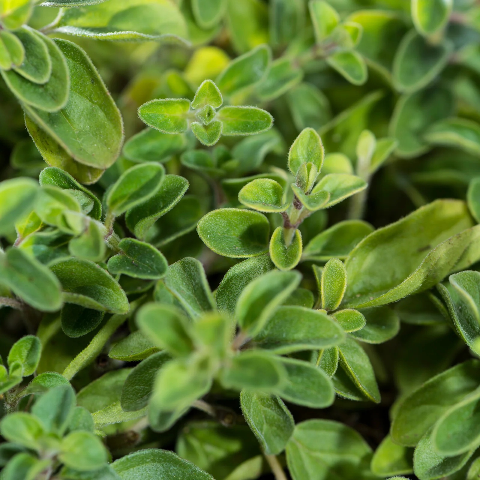 Oregano geschnitten (1000g) - Image 3