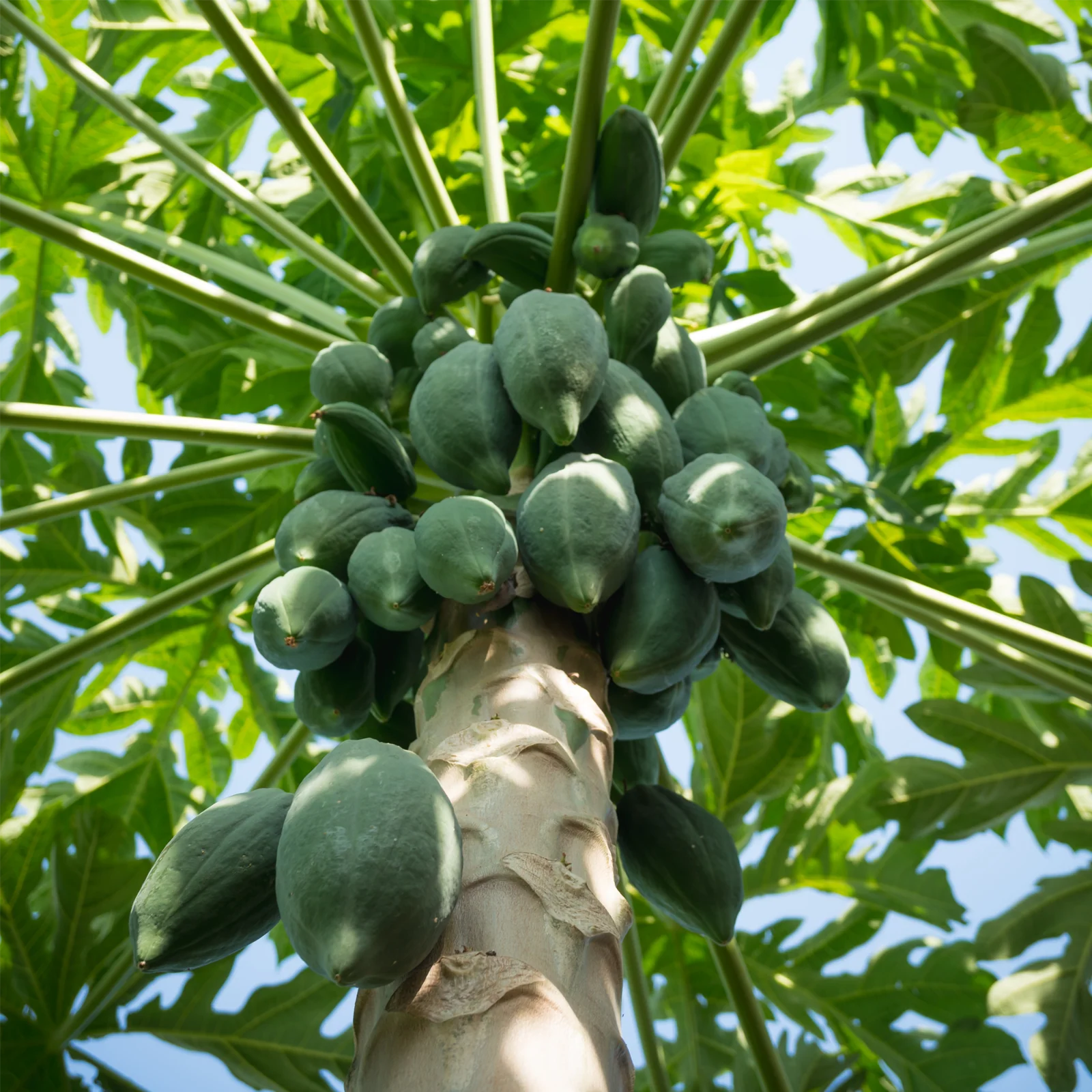 Papayastücke getrocknet & gezuckert (1000g) - Image 3