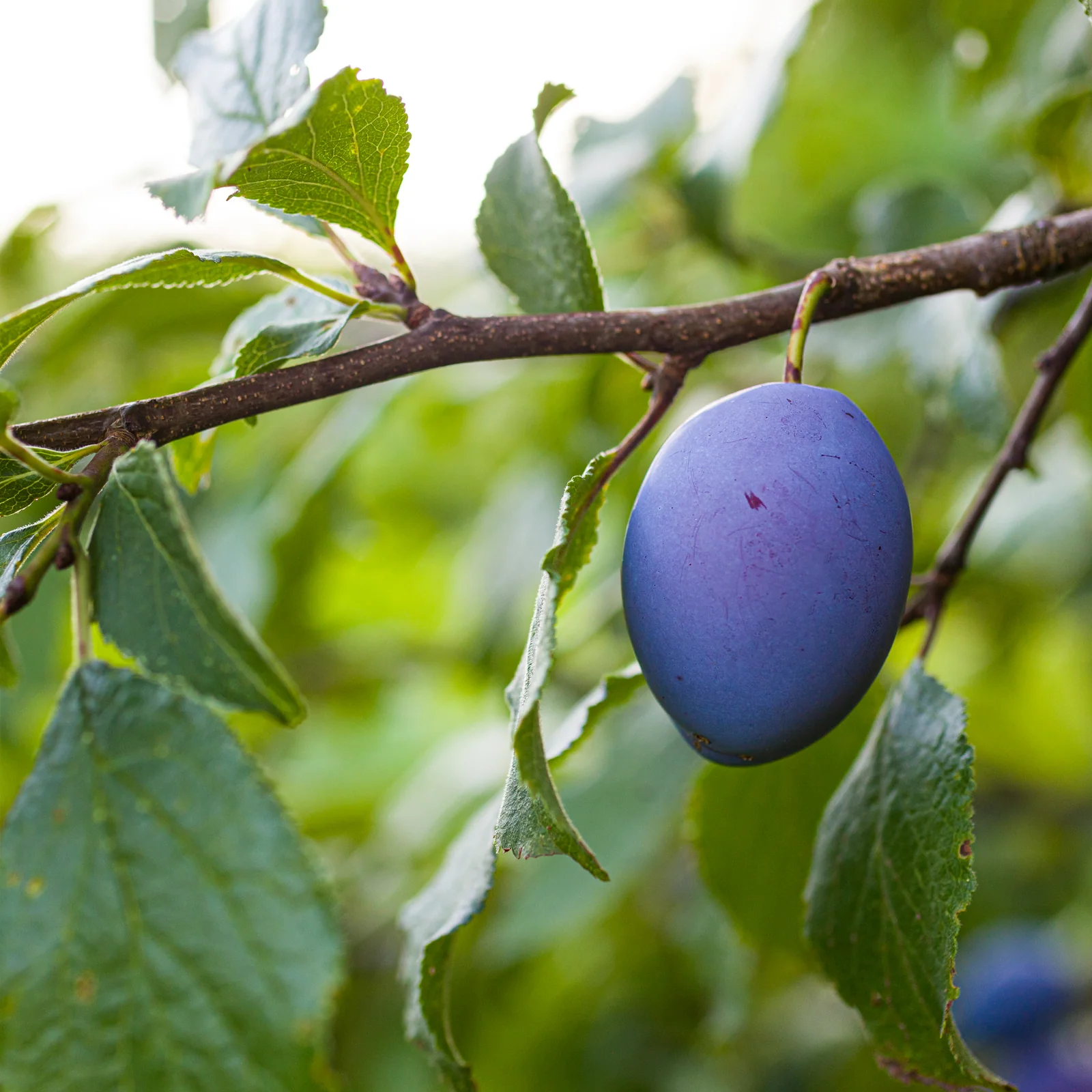 Pflaumen entsteint & getrocknet (1000g) - Image 4