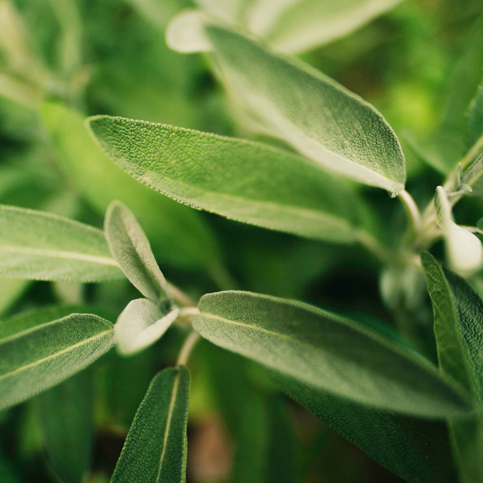 Salbei geschnitten (250g) - Image 5