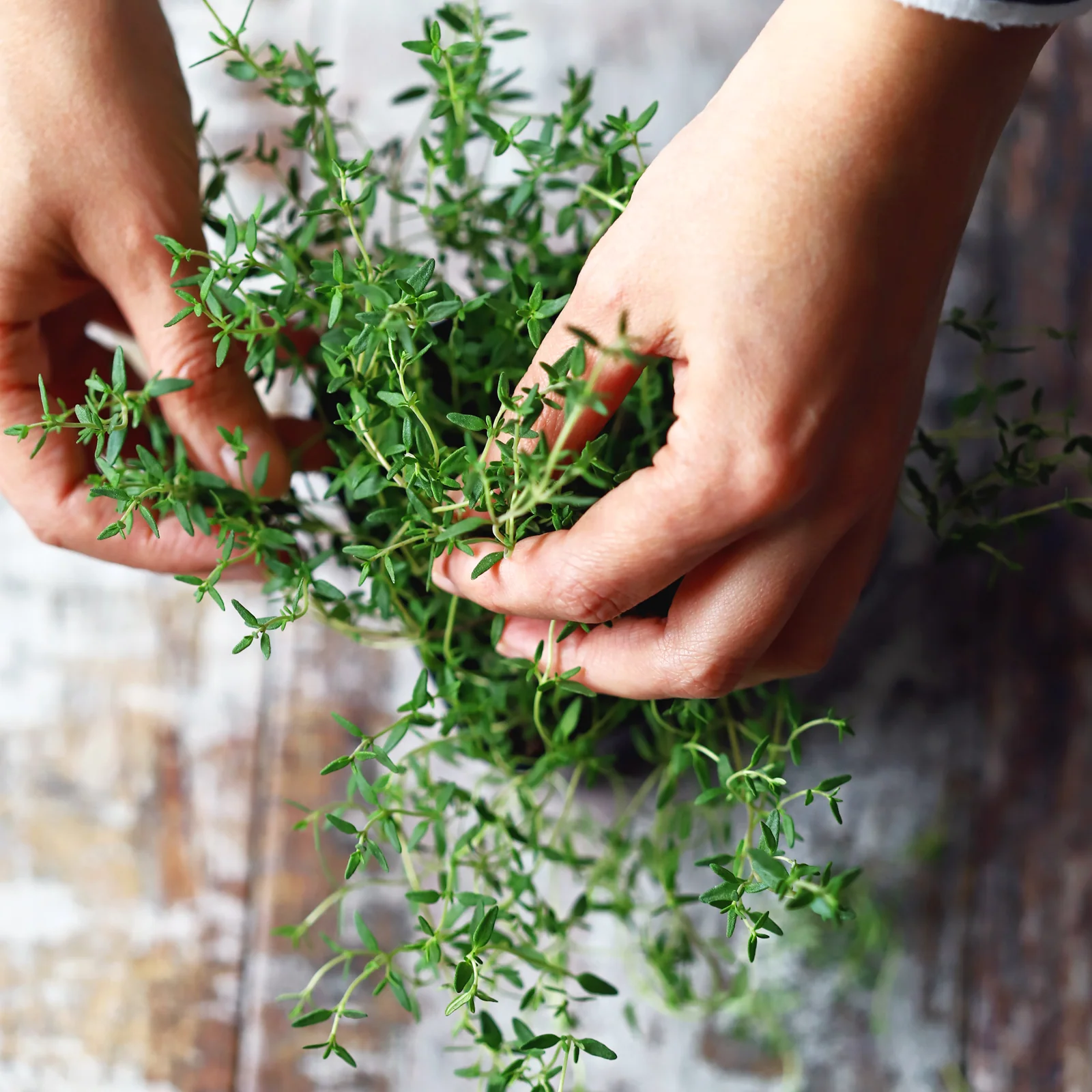 Thymian geschnitten (250g) - Image 3